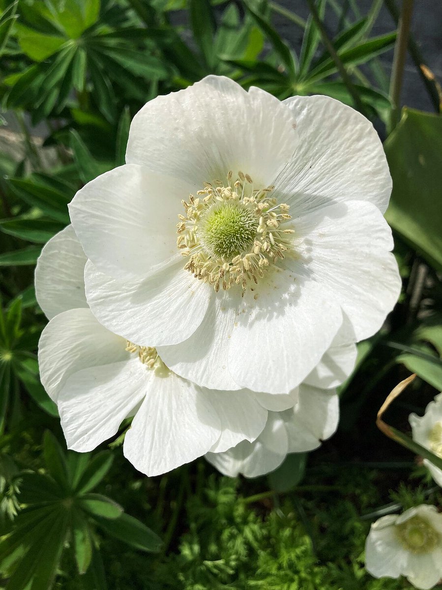 50x Anemoon 'The bride coronaria' - BULBi® Bloembollen met bloeigarantie