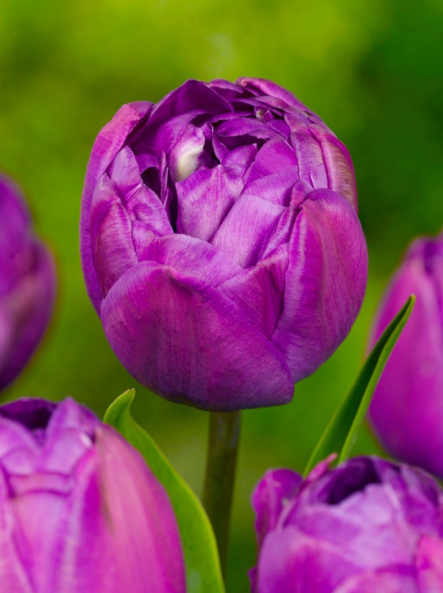 15x Tulpen 'Blue spectacle' - BULBi® Bloembollen met bloeigarantie