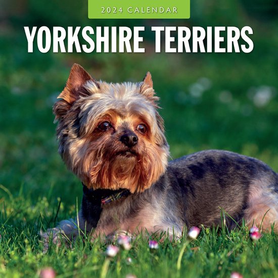 Yorkshire Terrier Kalender 2024