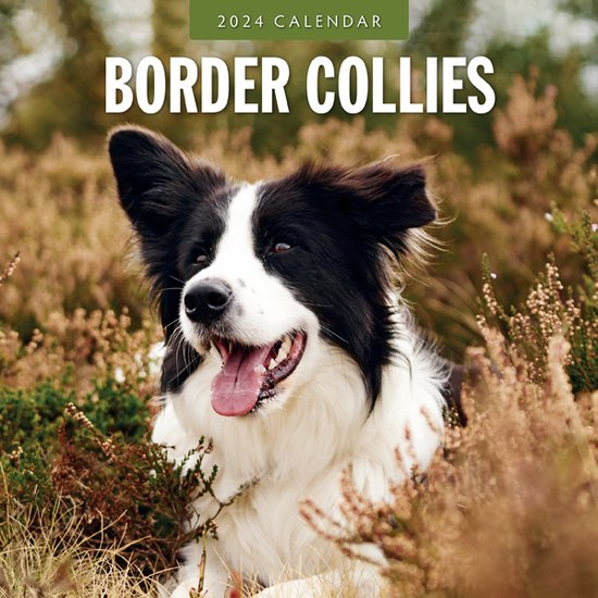 Border Collies Kalender 2024 Bol   550x550 