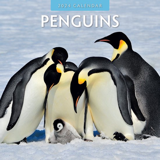 Penguins (Pinguins) Kalender 2024 bol