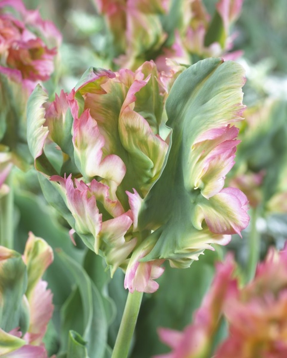 Tulp Exotic Parrot 10 stuks tulpenbollen