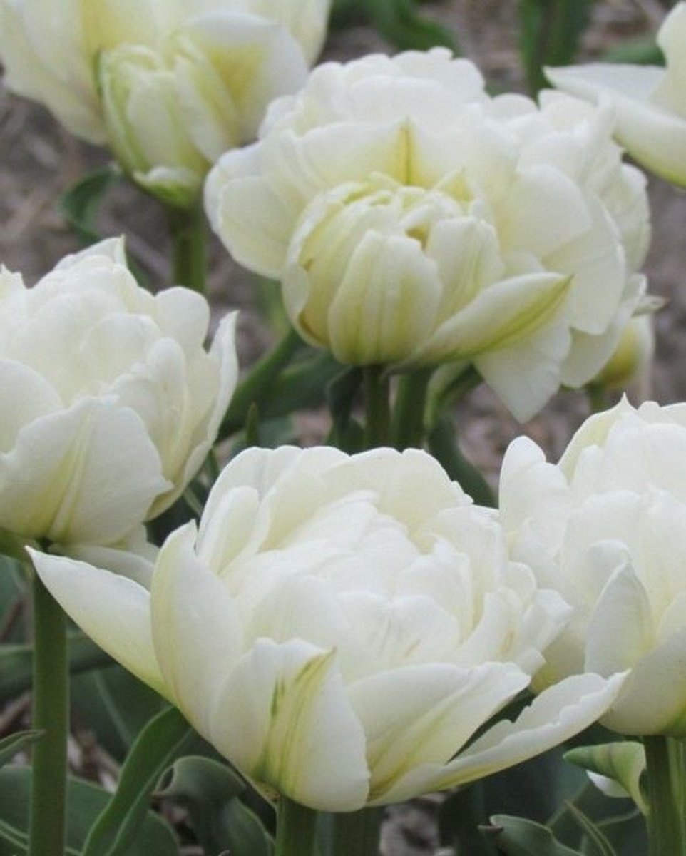 Tulp Global Desire 10 stuks tulpenbollen