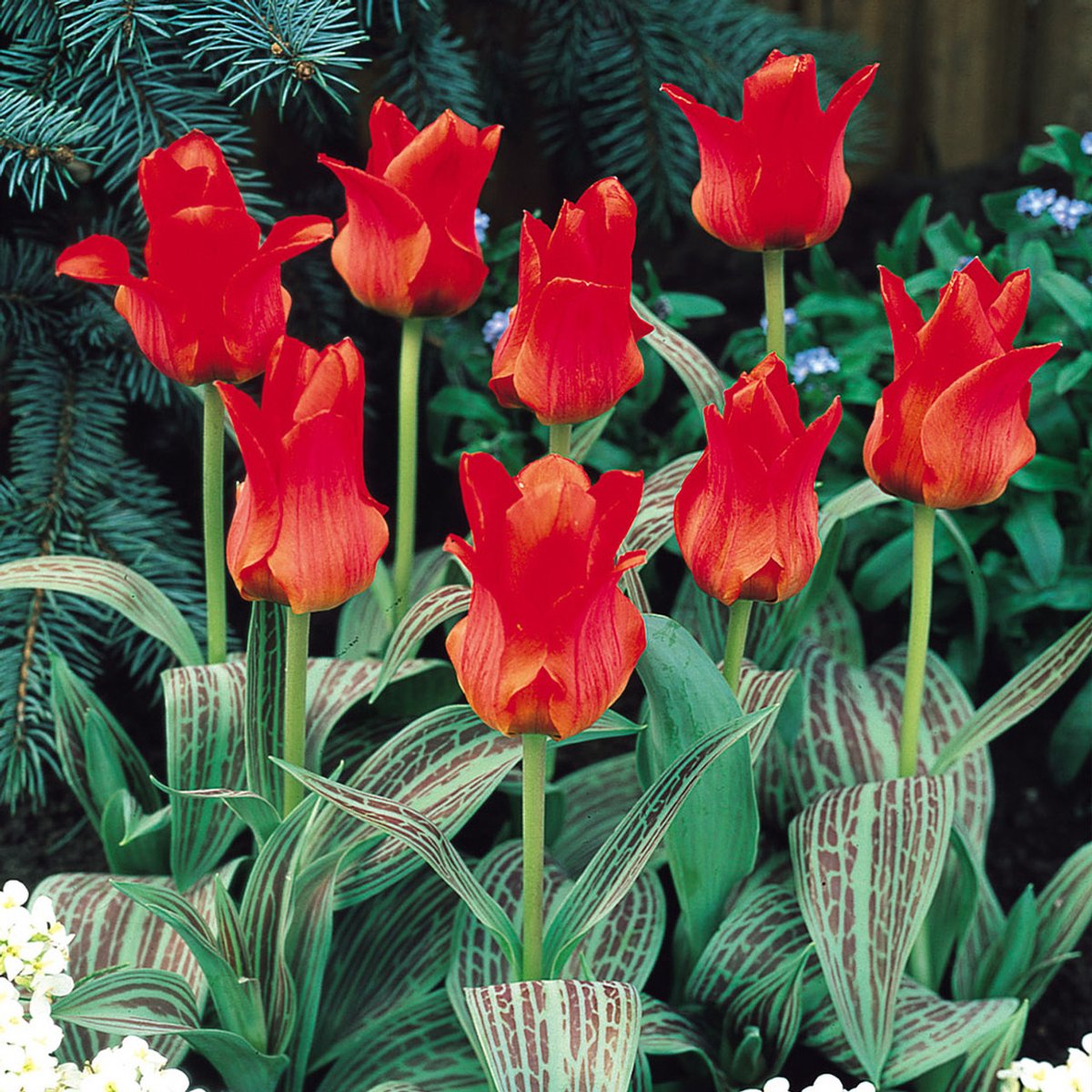 Tulp Red Riding Hood | 10 stuks | Tulpenbollen
