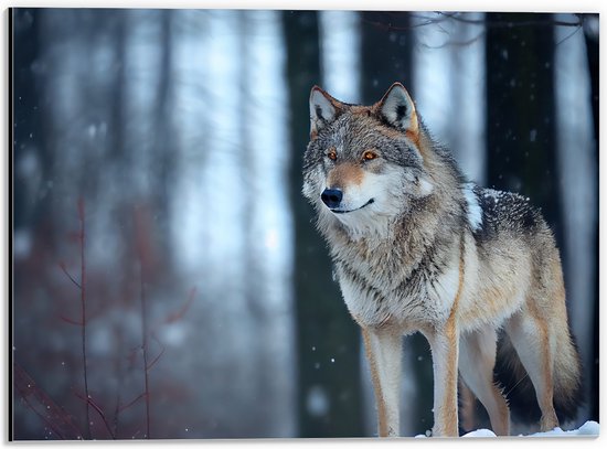 Dibond - Wolf staat in een bos in de winter - 40x30 cm Foto op Aluminium (Wanddecoratie van metaal)