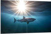 Acrylglas - Witte haai zwemt door de zee met zonnestralen - 120x80 cm Foto op Acrylglas (Met Ophangsysteem)