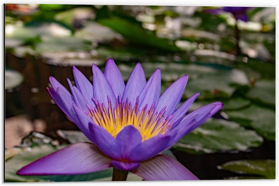 Dibond - Paarse Lotus Bloem met Geel Midden op Water met Leliebladeren - 60x40 cm Foto op Aluminium (Wanddecoratie van metaal)