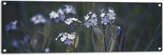 Tuinposter – Blauwe Vergeet-Mij-Nietjes Bloemen - 120x40 cm Foto op Tuinposter (wanddecoratie voor buiten en binnen)