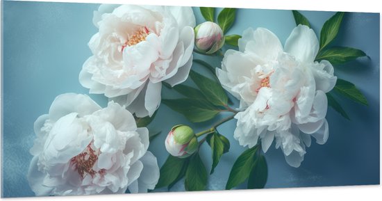 Acrylglas - Witte Pioenrozen en Knoppen op Blauwe Achtergrond - Bloemen - 200x100 cm Foto op Acrylglas (Wanddecoratie op Acrylaat)