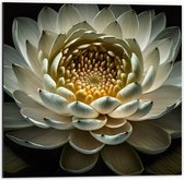 Dibond - Close Up Van Witte Waterlelie met Geel Midden op Donkere Achtergrond - Bloemen - 50x50 cm Foto op Aluminium (Wanddecoratie van metaal)