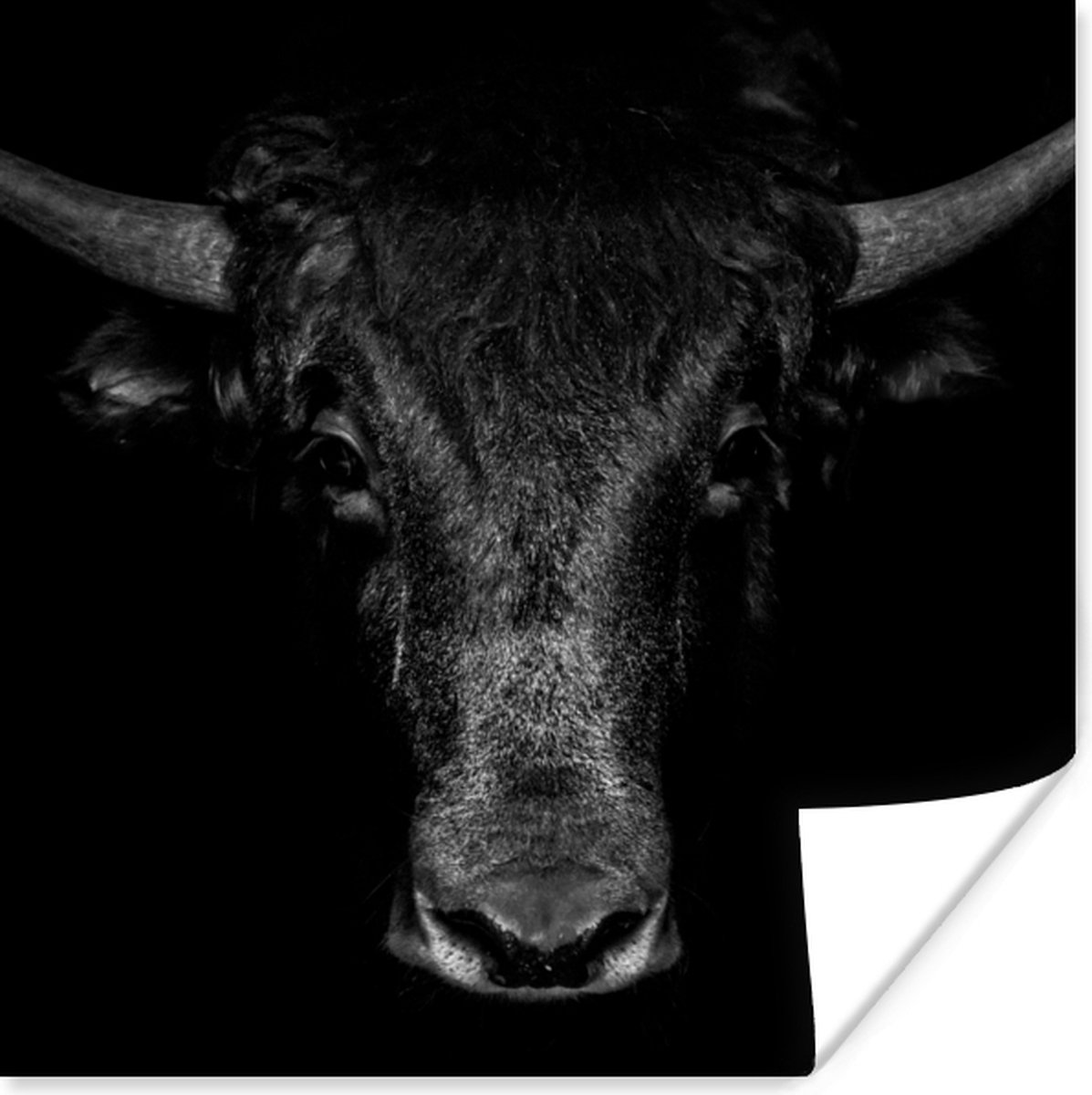 Poster Stier - Dieren - Zwart - Wit - 75x75 cm