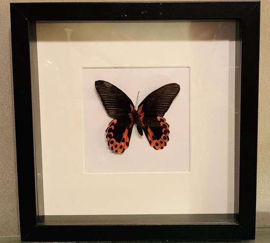 Opgezette vlinder - Papilio Rumanzovia.