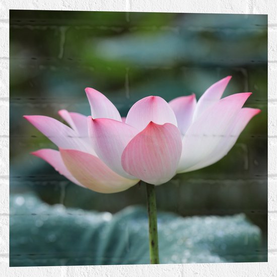 Muursticker - Wit met Roze Lotus Bloem Voor Donker Groene Bladeren - 50x50 cm Foto op Muursticker
