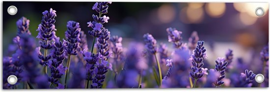 Tuinposter – Lavendel Planten in Grasveld in de Avond - Bloemen - 60x20 cm Foto op Tuinposter (wanddecoratie voor buiten en binnen)