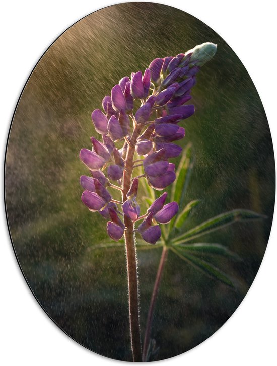 Dibond Ovaal - Lupine bloem paars gekleurd in de motregen - 51x68 cm Foto op Ovaal (Met Ophangsysteem)