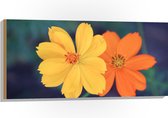 Hout - Fel Oranje en Gele Cosmos Bloemen voor Donker Groene Achtergrond - 100x50 cm - 9 mm dik - Foto op Hout (Met Ophangsysteem)