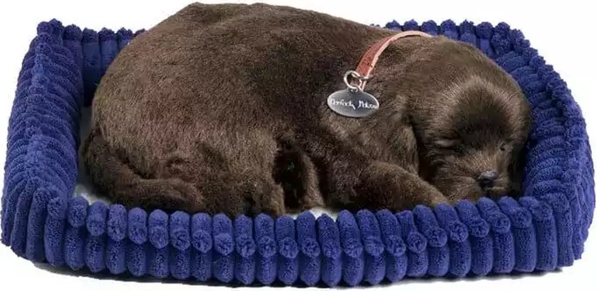 Perfect petzzz hotsell chocolate lab