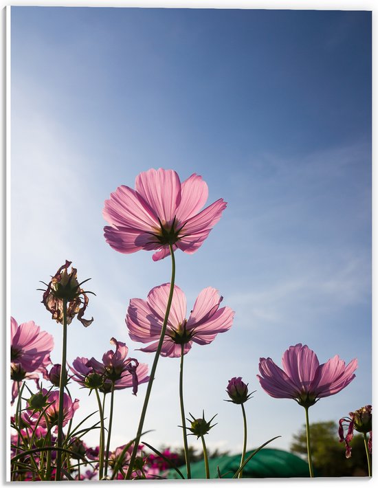 PVC Schuimplaat - Cosmea bloemen in een bloemenveld met heldere blauwe lucht - 30x40 cm Foto op PVC Schuimplaat (Met Ophangsysteem)
