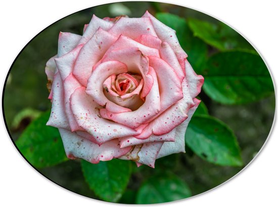 Dibond Ovaal - Close up van Roze Rosa Violet Carson bij Groene Bladeren - Bloemen - 40x30 cm Foto op Ovaal (Met Ophangsysteem)