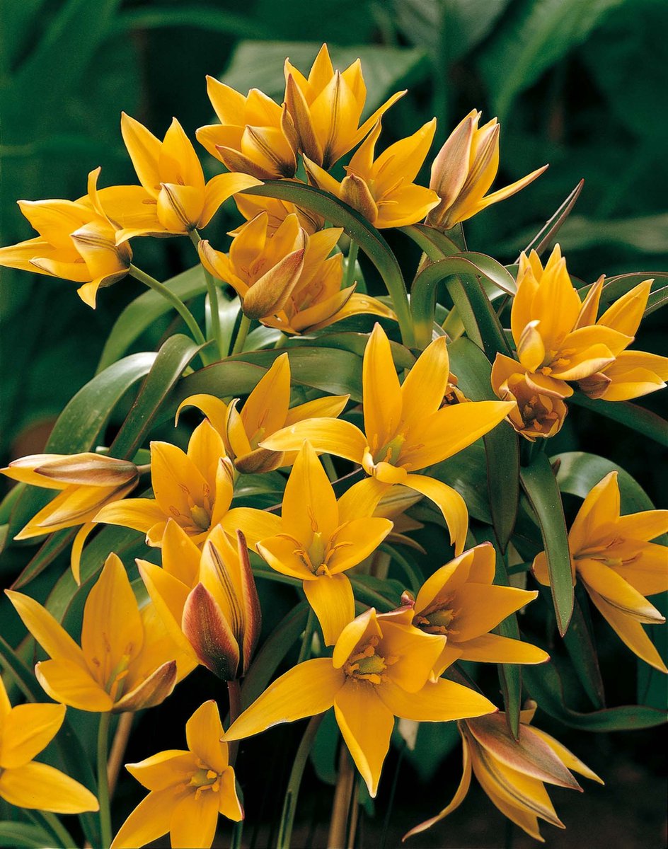 Tulipa Tarda | 10 stuks | Tulpenbollen