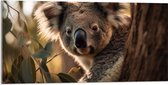 Acrylglas - Nieuwsgierige Koala Vanachter Dikke Boom - 100x50 cm Foto op Acrylglas (Wanddecoratie op Acrylaat)