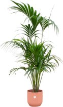 Green Bubble - Kentia palm inclusief elho Vibes Fold Round roze Ø30 - 180 cm