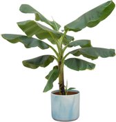 Green Bubble - Bananenplant (Musa) inclusief elho Ocean Round Atlantisch blauw Ø22 - 100 cm