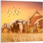 PVC Schuimplaat- De Dieren van het Afrikaanse Landschap - 100x100 cm Foto op PVC Schuimplaat
