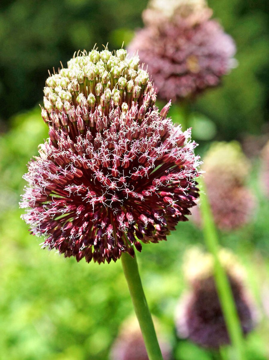 Allium Red Mohican | 3 stuks | Sierui | Alliumbol
