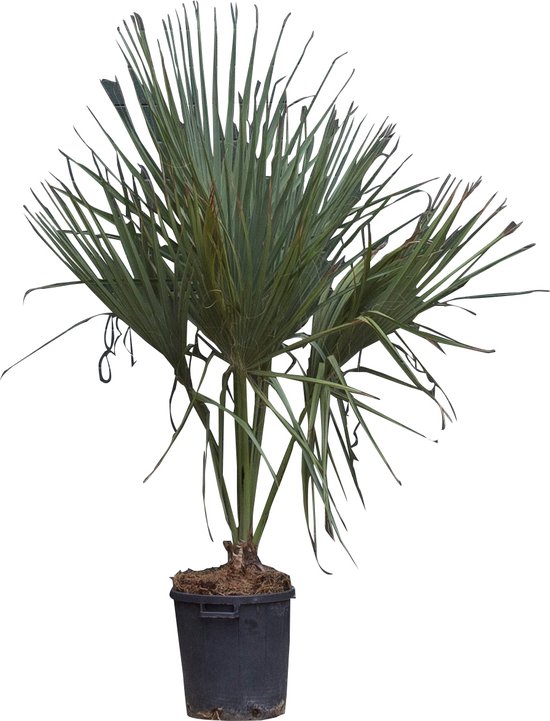 Winterharde palm soorten: 11 palmbomen die goed tegen vorst kunnen 16 Dwergpalm Palmetto Sabal palmetto - hoogte 162,5 cm