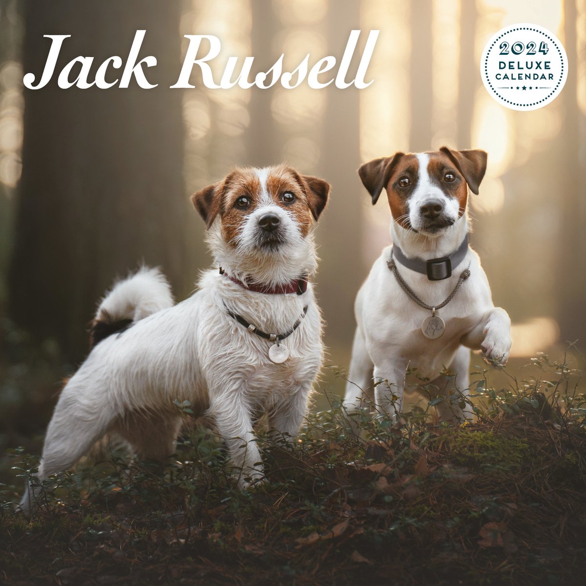 Jack Russell Terrier Kalender 2024 Deluxe bol