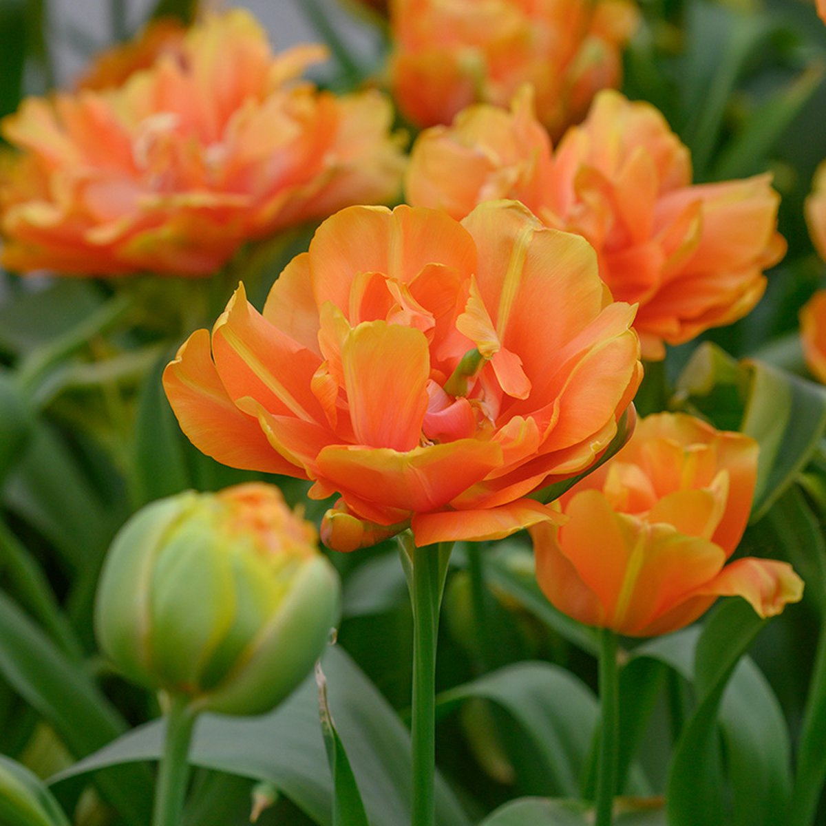 Tulp Le Lavandou® | 10 stuks | Dubbel laat | Oranje | Tulpenbollen