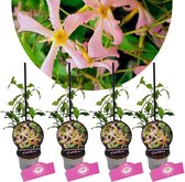 Set Van 4 'Pink Showers'- Trachelospermum jasminoides – Hoogte 25cm - 9cm pot