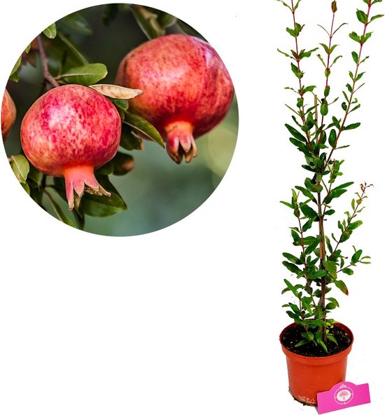 Punica granatum 'Maia', granaatappel, 2 liter pot
