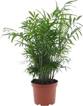 Plant in a Box - Chamaedorea elegans - Mexicaanse dwergpalm - Compact groeiende groene palm - Pot 17cm - Hoogte 50-60cm