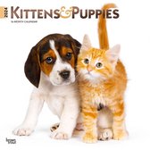Kittens and Puppies Kalender 2024