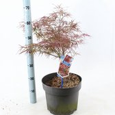 1 stuk(s) | Acer palmatum 'Red Pygmy' C10 40-50 cm