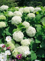 5 stuks | Hydrangea arborescens 'Annabelle' C2 25-30 cm - Bladverliezend - Bloeiende plant - Geschikt als lage haag - Informele haag