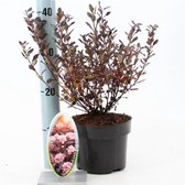 Physocarpus opulifolius Little Joker C2 25-30 cm