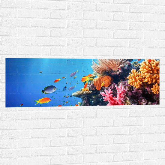 Muursticker - Felkleurige Koraal Omringd door Tropische Vissen op Zeebodem - 120x40 cm Foto op Muursticker