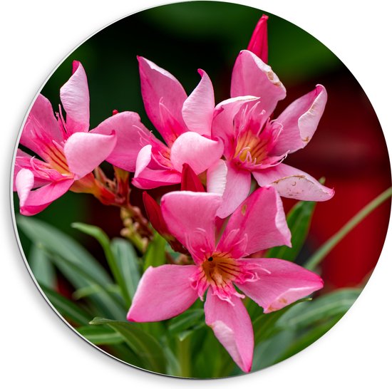 PVC Schuimplaat Muurcirkel - Bloemen - Roze - Bladeren - Natuur - 40x40 cm Foto op Muurcirkel (met ophangsysteem)