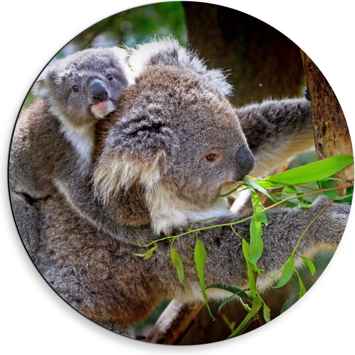 Dibond Wandcirkel - Moeder met Baby Koala - 50x50cm Foto op Aluminium Wandcirkel (met ophangsysteem)