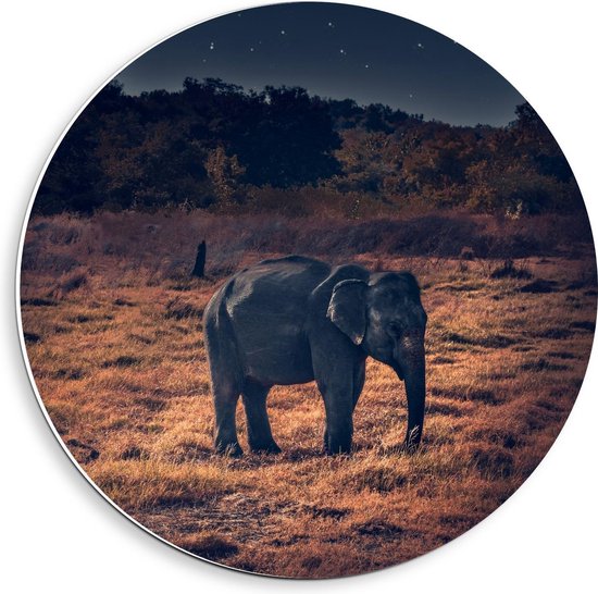 Forex Wandcirkel - Olifant in Natuur onder Sterren - 40x40cm Foto op Wandcirkel (met ophangsysteem)