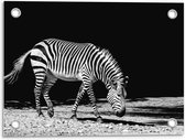 Tuinposter – Lopende Zebra Zwart - Wit - 40x30cm Foto op Tuinposter  (wanddecoratie voor buiten en binnen)