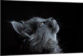 Dibond - Grijze omhoogkijkende Kat Zwarte Achtergrond - 150x100cm Foto op Aluminium (Wanddecoratie van metaal)