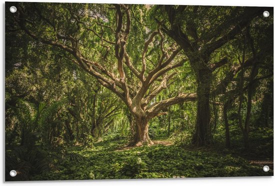 Tuinposter - Grote Oude Boom in Bos - Foto op Tuinposter (wanddecoratie voor buiten en binnen)