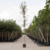 Steeneik - Quercus ilex totaalhoogte 250-300 cm stamomtrek 6-8 cm stamhoogte 160-180 cm