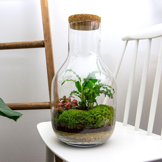 Ecosysteem plant - Planten terrarium in fles -  30 cm -  20 cm - Long Tom  - Plant in... | bol