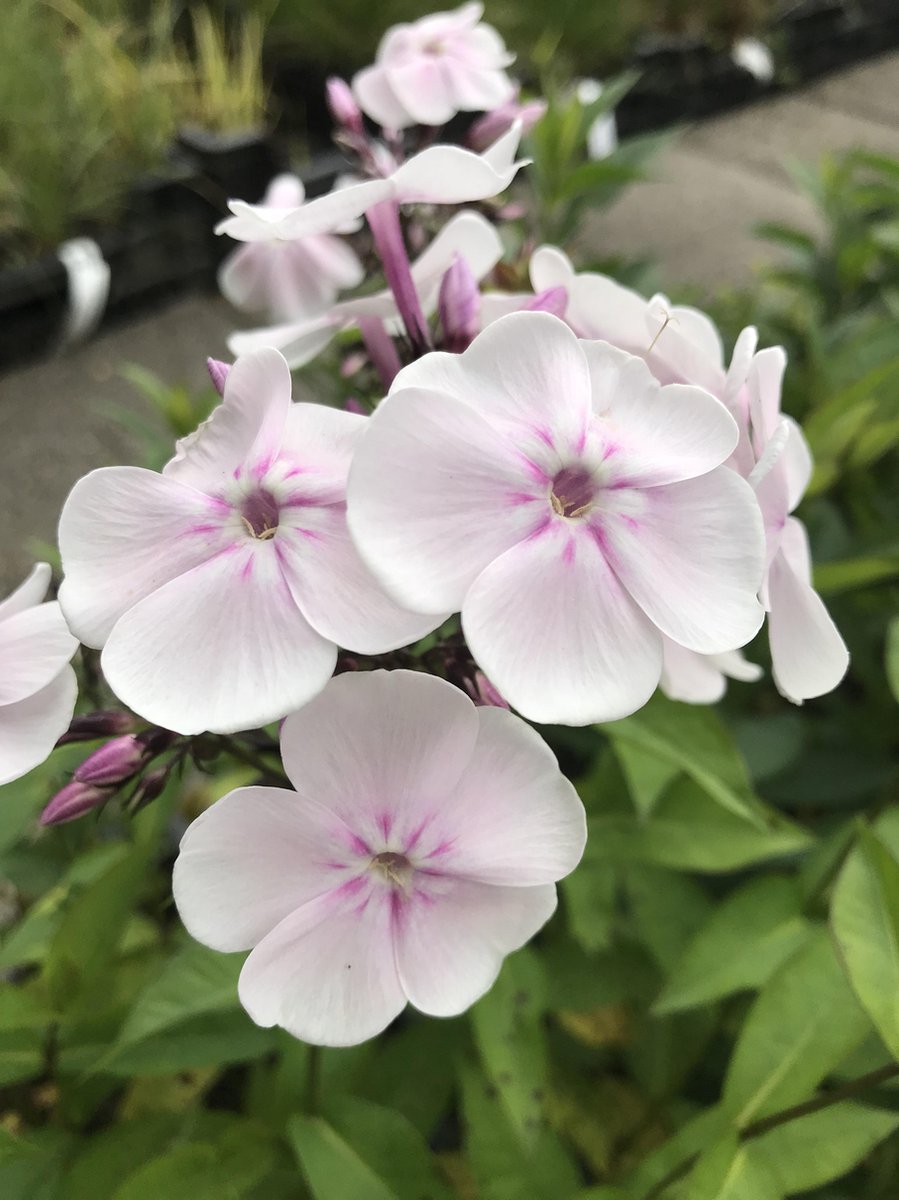 6 x Phlox (P) 'Monica Lynden-Bell' - Vlambloem - P9 Pot (9 x 9cm) - Dima Vaste Planten
