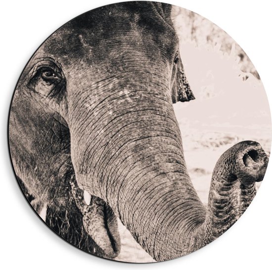 Dibond Wandcirkel - Grote Olifant (zwart/wit) - 40x40cm Foto op Aluminium Wandcirkel (met ophangsysteem)